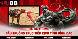 Đá Gà Thomo Đấu Trường Trực Tiếp Kịch Tính Đỉnh Cao