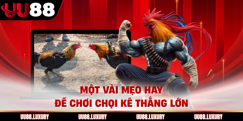 Một vài mẹo hay để chơi chọi kê thắng lớn